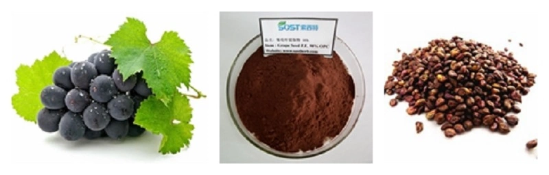 Xi an Sost Biotech Supply Fruit Extract Organic OPC Grape Seed Extract Powder